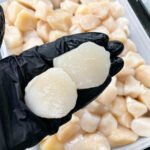 Scallops (1 lb, 10/20 ct) — Dry-Packed, Sushi-Grade