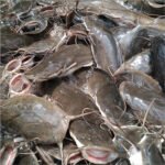 Whole Catfish (per 500g)