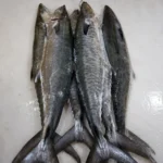 King Fish – Fresh (per 500g)