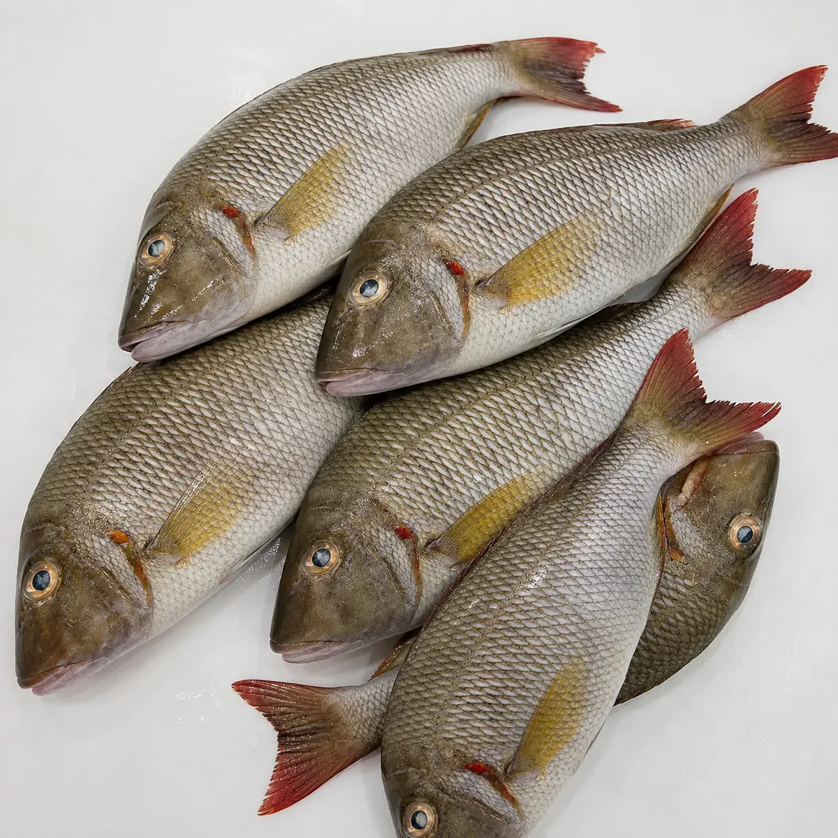 ChatGPT_Image_2_juil._2026_13_20_26 Emperor Fish – Fresh (per 500g) - Image 1