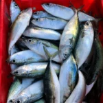 Mackerel Fish (per 500g)