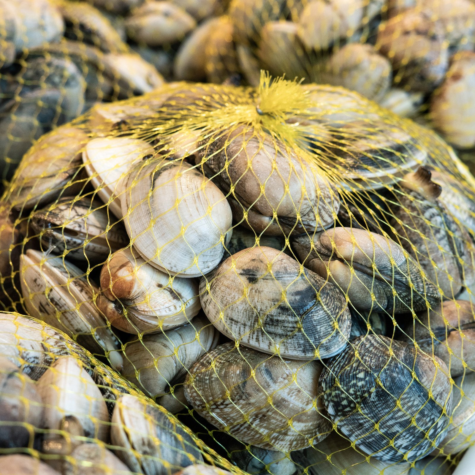 Clams_web Louisiana Littleneck Clams – Live, Hard Shell (per 500g) - Image 1