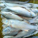 Salmon - Fresh (per 500g)