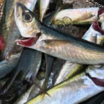 Horse Mackerel (per 500g)