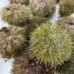 Live Sea Urchin "Uni" (per 500g)