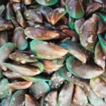 Live Mussels (per 1kg)