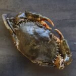 Mud Crab Frozen Raw approx 600g