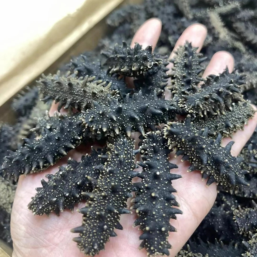O1CN01k7OSYG20h5tz1mRG2__2217863946880-0-cib Dried Sea Cucumber (per 500g) - Image 1
