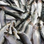 Sardines Whole Frozen 1 kg