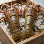Gulf of Mexico Fresh Whole Spiny Lobster (per 500g)