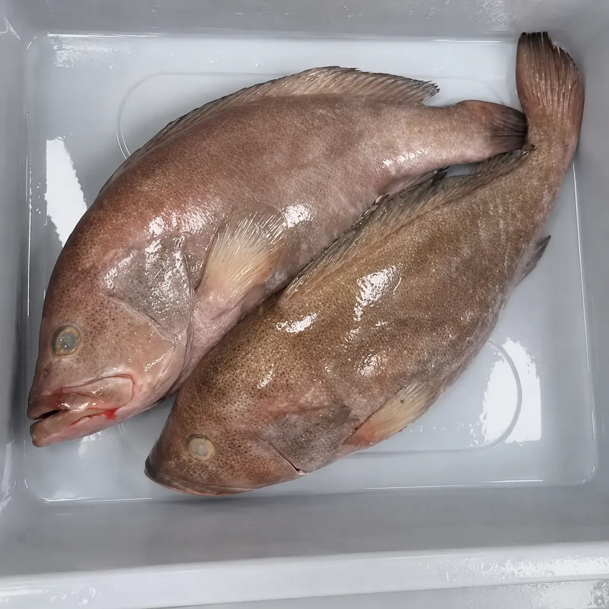 d8993080-0a6e-4652-9334-cb035008a736 Grouper Fish – Fresh (per 500g) - Image 1