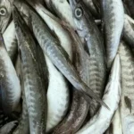 Barracuda – Fresh (per 500g)