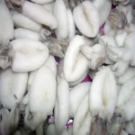 Premium Cuttlefish (per 500g)