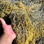 Local Louisiana Seaweed (Rockweed) - per 500g