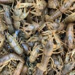 Fresh Crayfish (per 500g)