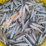 Anchovy Cleaned – Fresh (per 500g)